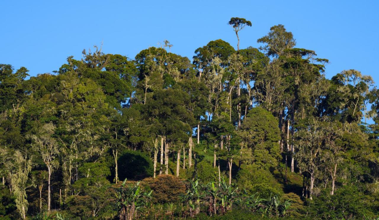 Arte De Plumas Birding Lodge Cartago Dış mekan fotoğraf
