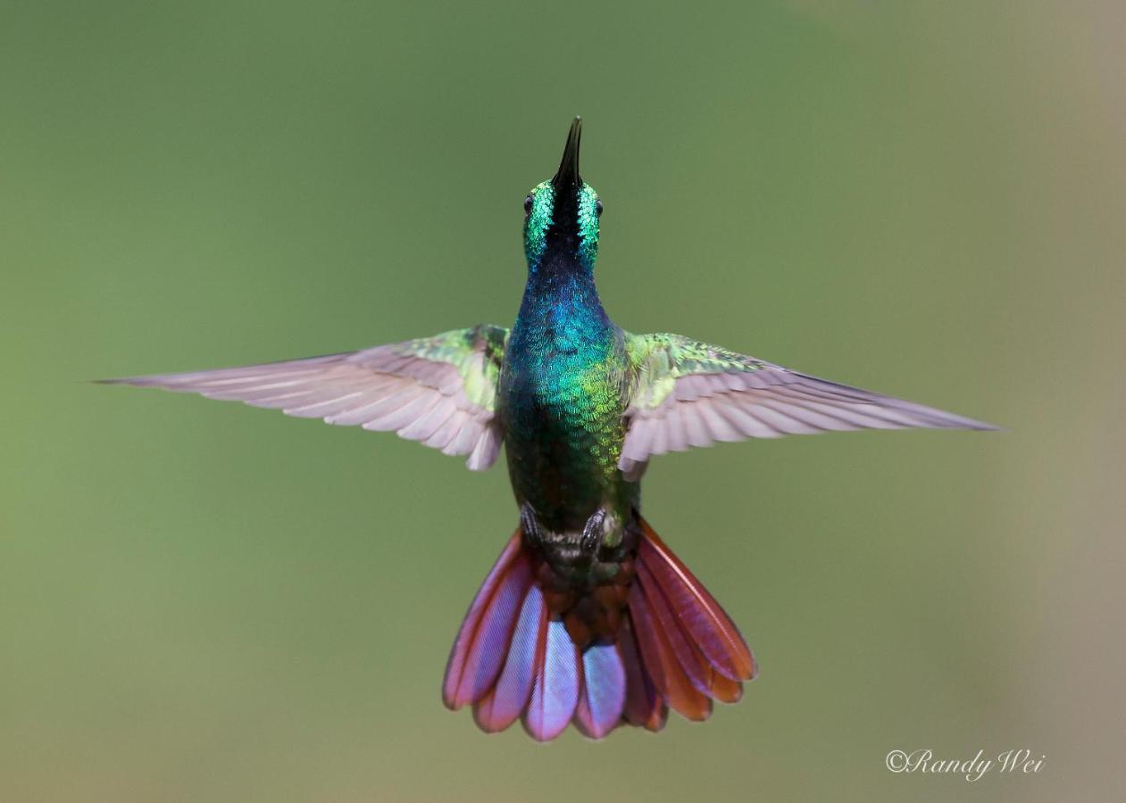Arte De Plumas Birding Lodge Cartago Dış mekan fotoğraf