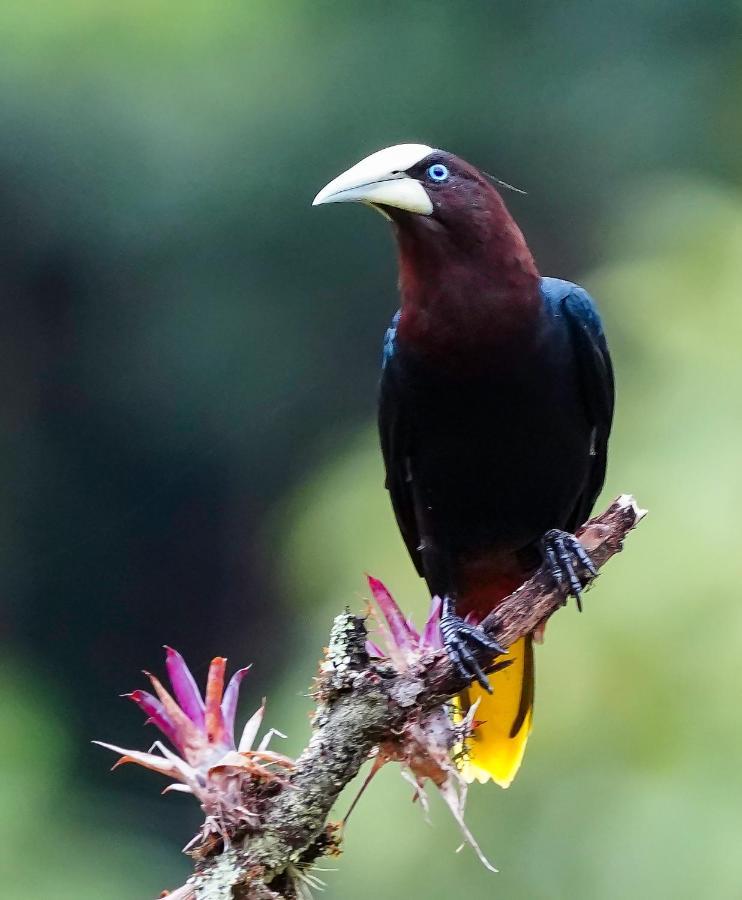 Arte De Plumas Birding Lodge Cartago Dış mekan fotoğraf