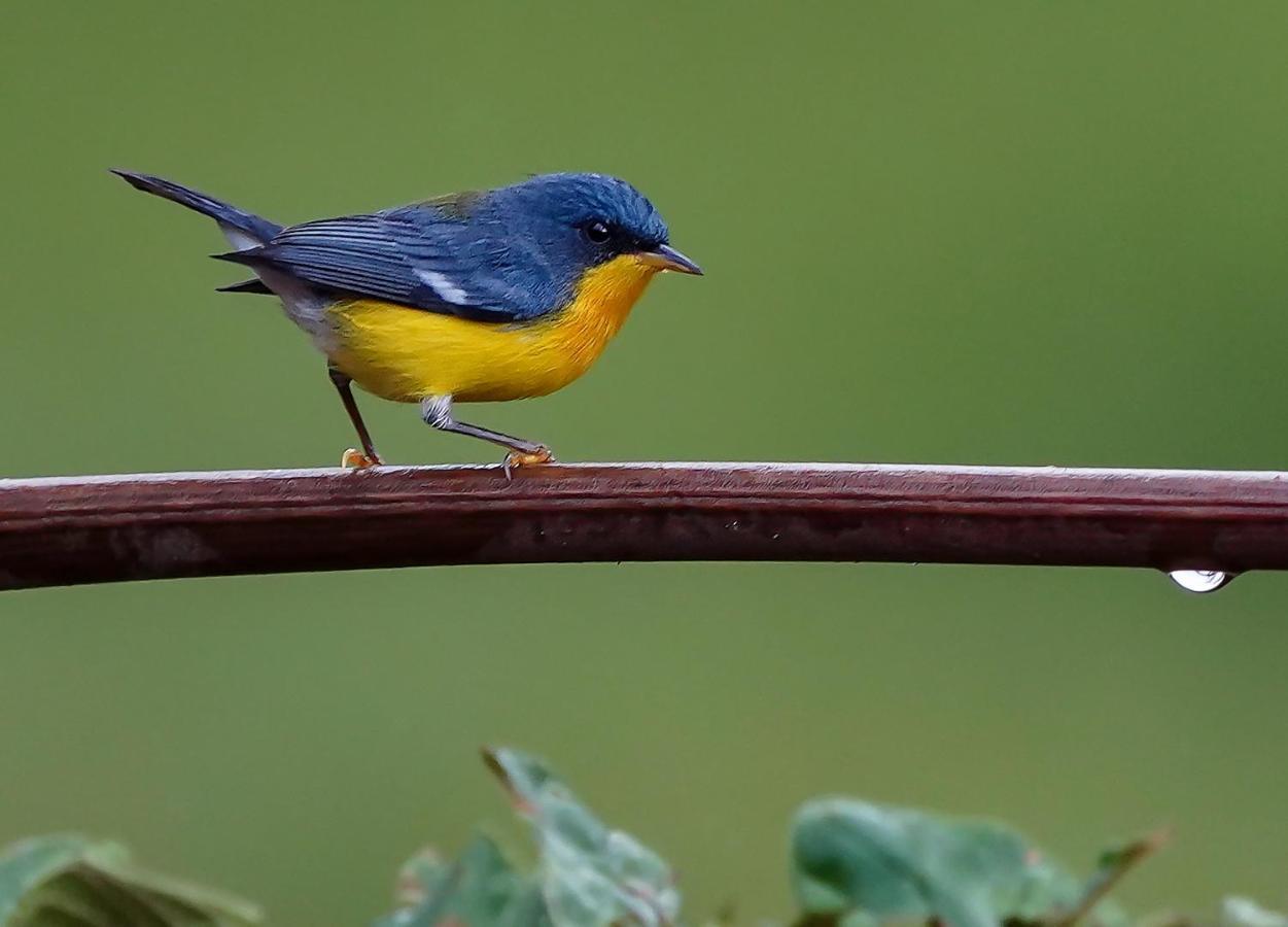 Arte De Plumas Birding Lodge Cartago Dış mekan fotoğraf