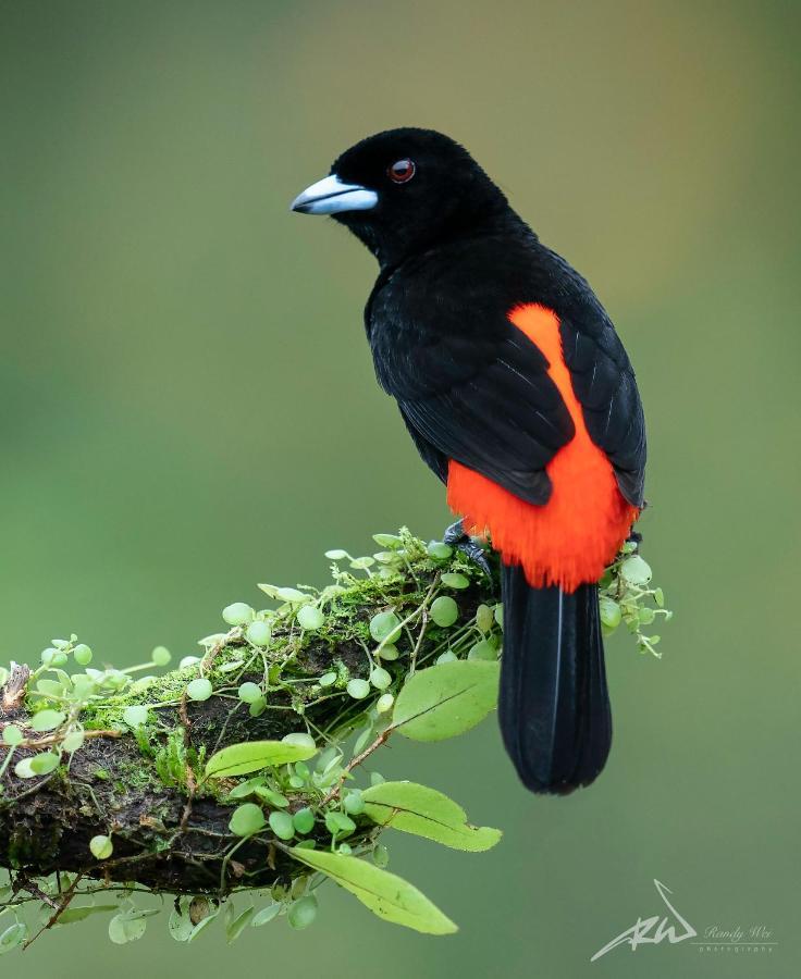 Arte De Plumas Birding Lodge Cartago Dış mekan fotoğraf