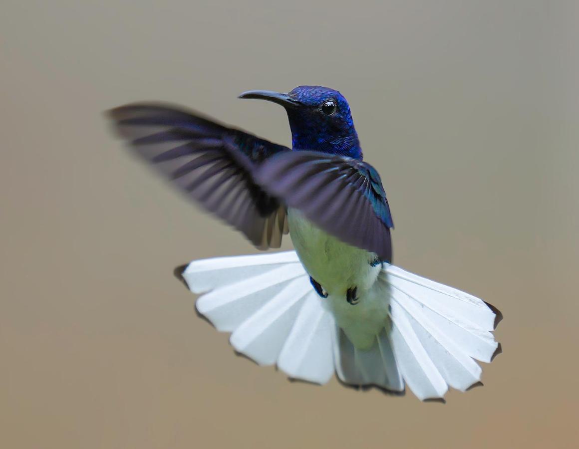 Arte De Plumas Birding Lodge Cartago Dış mekan fotoğraf