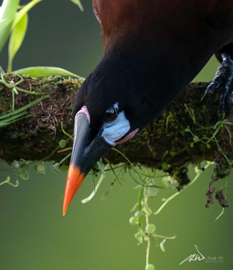 Arte De Plumas Birding Lodge Cartago Dış mekan fotoğraf