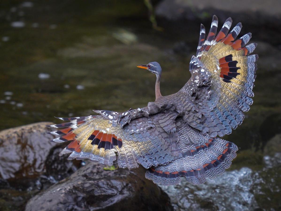 Arte De Plumas Birding Lodge Cartago Dış mekan fotoğraf