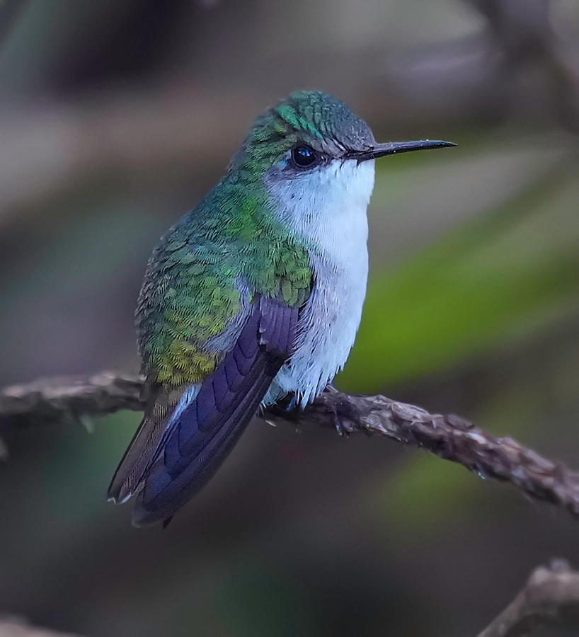 Arte De Plumas Birding Lodge Cartago Dış mekan fotoğraf
