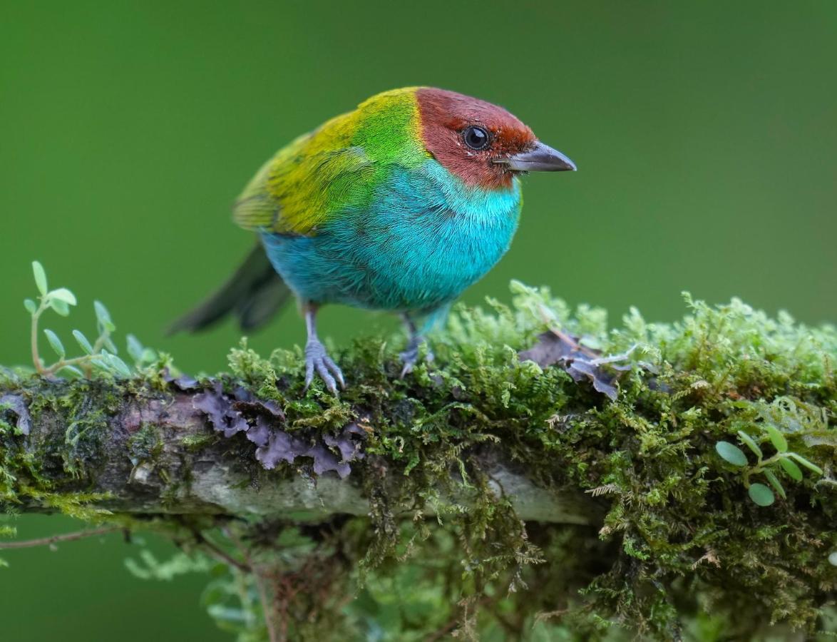 Arte De Plumas Birding Lodge Cartago Dış mekan fotoğraf