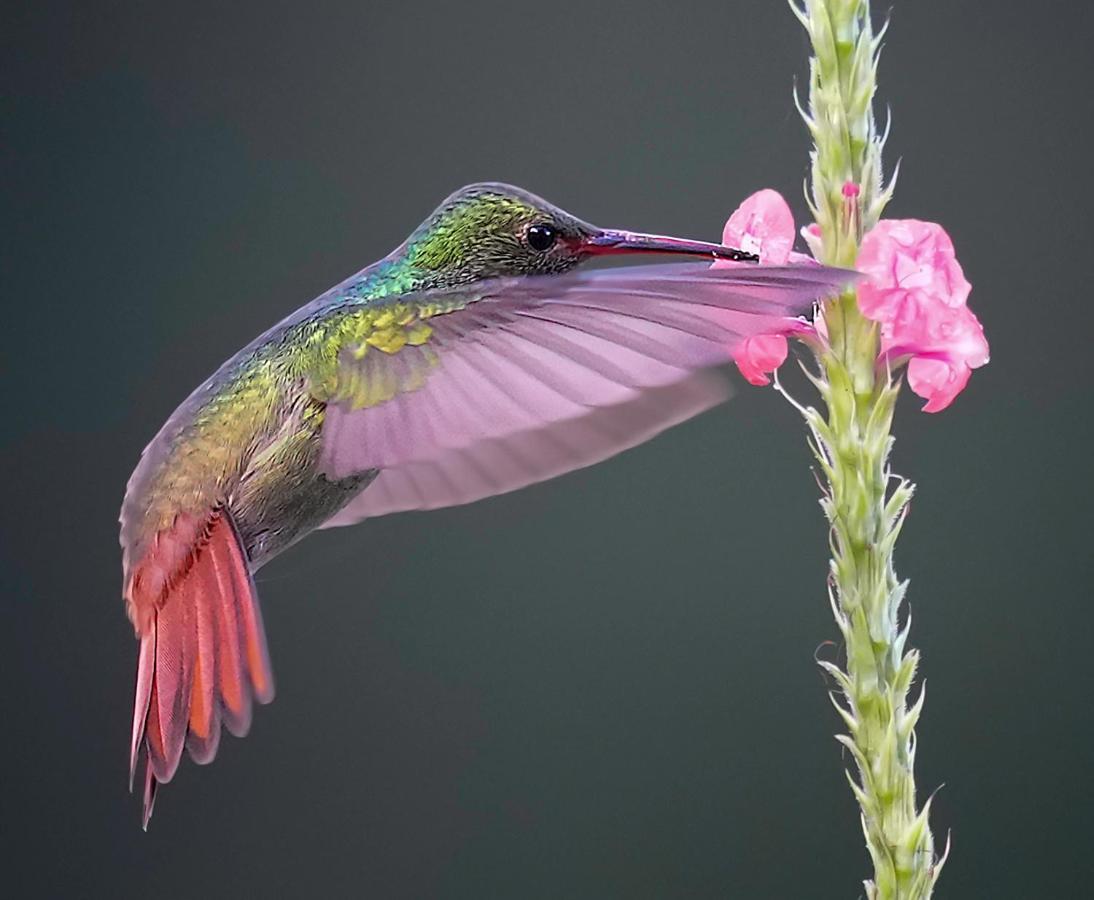 Arte De Plumas Birding Lodge Cartago Dış mekan fotoğraf