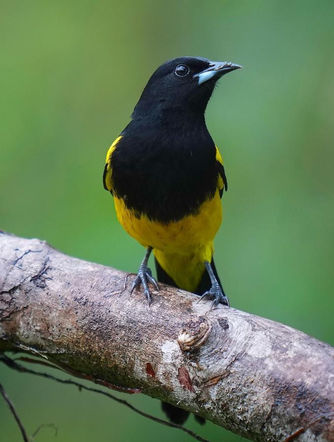 Arte De Plumas Birding Lodge Cartago Dış mekan fotoğraf