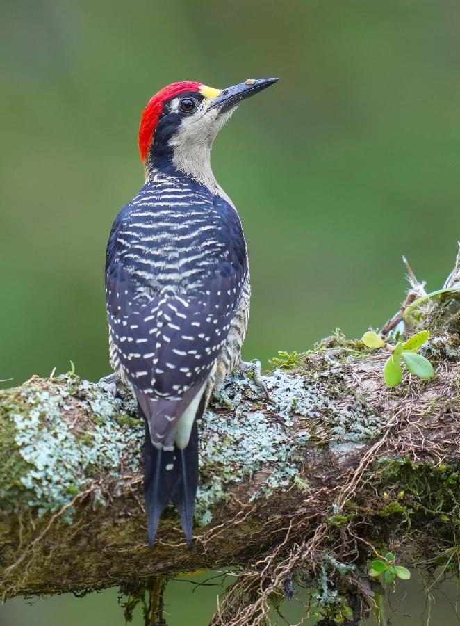 Arte De Plumas Birding Lodge Cartago Dış mekan fotoğraf